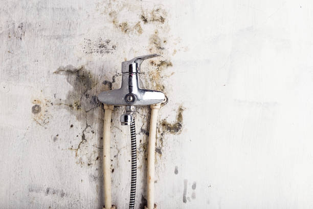 Best Mold Damage Repair  in Bon Aqua Junction, TN