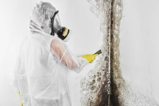 Home Mold Removal in Bon Aqua Junction, TN