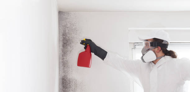 Certified Mold Removal in Bon Aqua Junction, TN