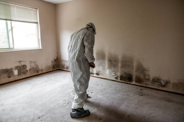 Best Residential Mold Removal  in Bon Aqua Junction, TN