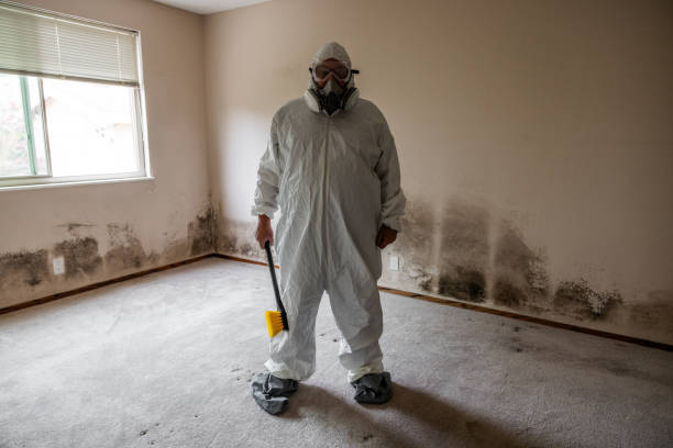 Best Local Mold Removal Service  in Bon Aqua Junction, TN