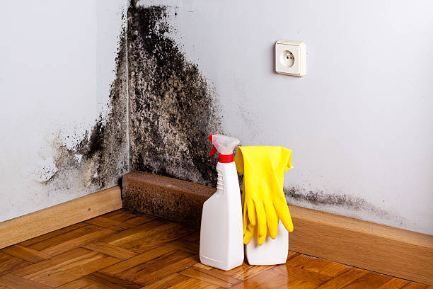 Best Commercial Mold Removal  in Bon Aqua Junction, TN