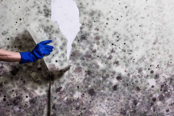Best Mold Removal Near Me  in Bon Aqua Junction, TN