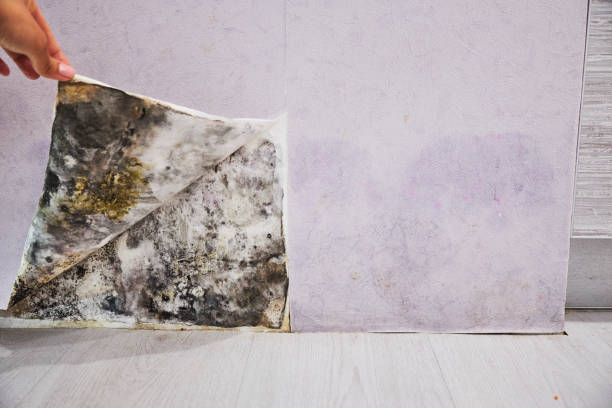 Best Emergency Mold Removal  in Bon Aqua Junction, TN